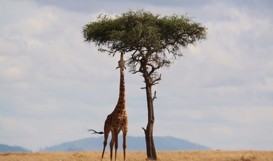 Africa Giraffe Tree
