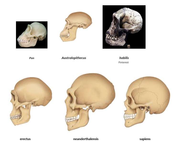 Royalty-free stock illustration by Aldona Griskeviciene ID 1097845550 Skulls Homo Sapiens Evolution