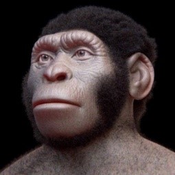 Homo sapiens? naledi (Cradle of Humankind, South Africa, ca 335-236 Kya, ca 144 cm tall, brain volume 465–610 cc).